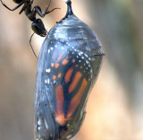 Ant on <BR>Monarch Chrysalis
