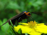 Ctenucha virginica<BR>Closeup