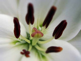 White Lilly<BR>Shallow DOF