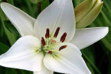 White Lilly<br>R1