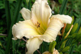 Fringed Day Lilly<br>R1