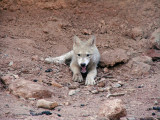 Wolf Cub & Video