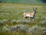 ProngHorn & Babies & VIDEO