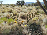 Mojave National Preserve