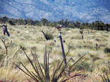 Mojave National Preserve