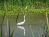 Egret  VIDEO