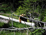 Yellowstone Bear & VIDEO