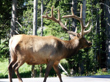 Bull Elk VIDEO