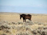 Wild Wyoming Mustangs VIDEO