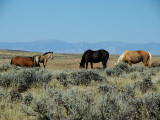 Wild Wyoming Mustangs