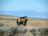 Wild Wyoming Mustangs