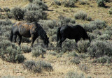Wild Wyoming Mustangs