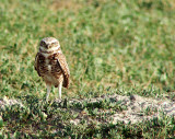 Burrowing Owl<br> V I D E O