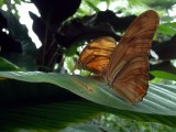 Niagara Falls 8-28-04 Butterflies Dsc00080.jpg