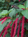 Niagara Falls 8-28-04 Butterflies Dsc00119.jpg