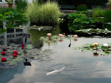 2008-06-21<BR>NY Botanical Gardens<BR>4 Minute<BR>VIDEO