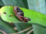 Grasshopper DSC01157.jpg