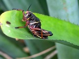 Grasshopper DSC01157.jpg