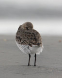 Dunlin