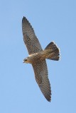 Peregrine Falcon