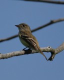 Alder Flycatcher