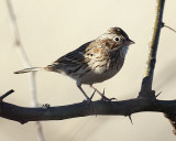 Vesper Sparrow