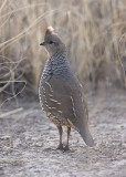 Scaled Quail