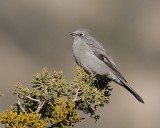 Townsend Solitaire