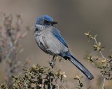 Western Scrub Jay