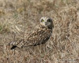 Short-eared Owl