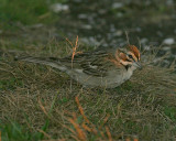 Lark Sparrow