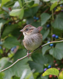 Swamp Sparrow