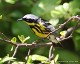 Magnolia Warbler