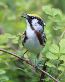 Chestnut -sided Warbler