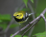 Black-throated Green Warbler