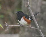 Eastern Towhee