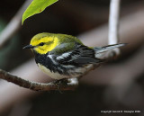 Black-throated Green Warbler