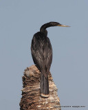 Anhinga