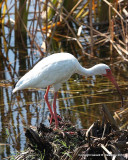 White Ibis