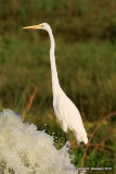 Great Egret