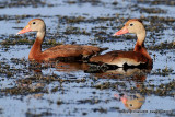 Black-bellied Whistling-Ducks