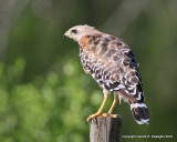 Red-shouldered Hawk