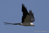 Swallow-tailed Kite