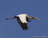 Wood Stork