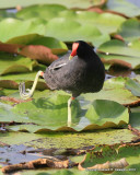 Common Moorhen