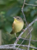 Common Yellowthroat