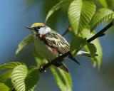 Chestnut-Sided Warbler