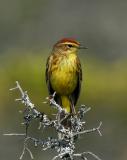 Palm Warbler