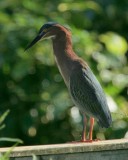 Green Heron