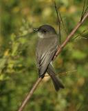 Eastern Phoebe